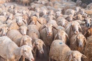 Herd of sheep on desert in Ninh Thuan province, Vietnam photo