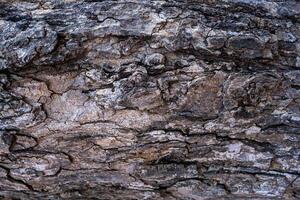 close up of tree bark pattern background photo