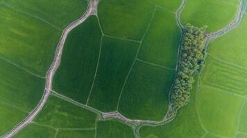 The many green rice fields separated by peasant paths, in summer and a sunny day photo