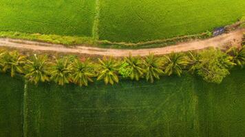 The many green rice fields separated by peasant paths, in summer and a sunny day photo