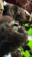 A diamond bird perches peacefully in a textured nest among natural foliage, capturing a serene moment of avian life photo