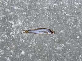 A single fish lies on a textured ice surface, captured in clear, high-resolution detail, illustrating nature's frozen still life photo