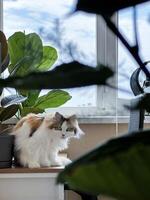 A fluffy calico cat sits among lush green houseplants by the window, basking in natural light with a serene blue sky backdrop photo