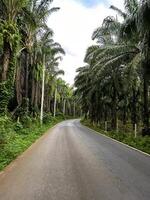 Tall palm trees stand in symmetrical rows in a lush countryside setting, ideal for agricultural and natural landscapes photo