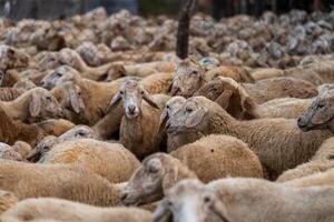 Herd of sheep on desert in Ninh Thuan province, Vietnam photo