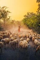 un local mujer y un grande oveja rebaño volviendo a el granero en el atardecer, después un día de alimentación en el montañas en ninh Thuan provincia, Vietnam. foto