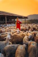 Vietnamese woman with lamb on a countryside, a sheep farm in the steppe zone in Ninh Thuan Province, Vietnam. photo