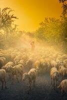 un local mujer y un grande oveja rebaño volviendo a el granero en el atardecer, después un día de alimentación en el montañas en ninh Thuan provincia, Vietnam. foto