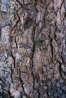 close up of tree bark pattern background photo