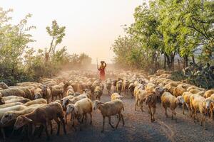 A local woman and a large sheep flock returning to the barn in the sunset, after a day of feeding in the mountains in Ninh Thuan Province, Vietnam. photo