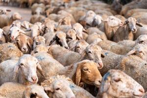 Herd of sheep on desert in Ninh Thuan province, Vietnam photo