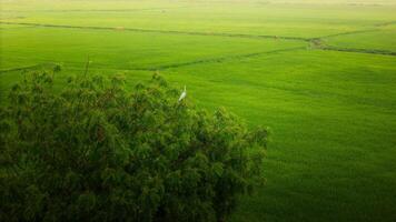 The many green rice fields separated by peasant paths, in summer and a sunny day photo