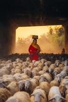 un local mujer y un grande oveja rebaño volviendo a el granero en el atardecer, después un día de alimentación en el montañas en ninh Thuan provincia, Vietnam. foto