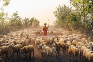 un local mujer y un grande oveja rebaño volviendo a el granero en el atardecer, después un día de alimentación en el montañas en ninh Thuan provincia, Vietnam. foto