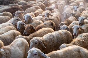 Herd of sheep on desert in Ninh Thuan province, Vietnam photo