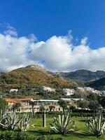 Huge agave bushes grow on a green meadow in front of the house at the foot of the mountains photo