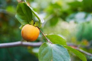 Yellow persimmon among dense green foliage on a tree photo