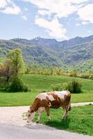 Cow grazes by the side of a country road in a mountain valley photo