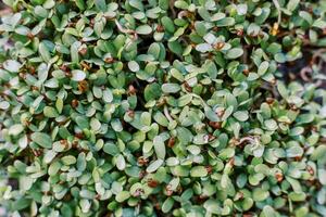 Dense young fresh green microgreen arugula photo