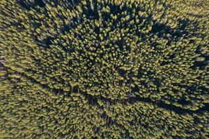 aéreo ver de un montaña con amarillo arboles en otoño. foto