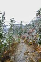 Canadian rockies trail full of snowy trees. photo