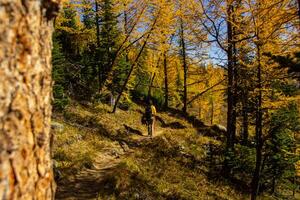 Woman hiker walking through the Rocky Mountains of Canada. photo