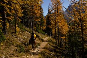 Woman hiker walking through the Rocky Mountains of Canada. photo