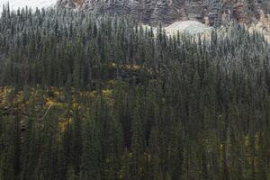 Mountain of pine trees in autumn time. photo