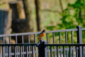 American robin perched on a metal fence on a sunny spring day photo