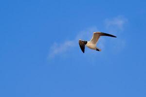 Laughing gull in flight surrounded by a cloud looking like a puff of smoke photo