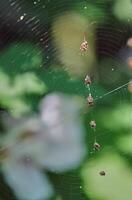 The humped trashline orbweaver spider in the middle of the web with a line of trash to camouflage itself photo