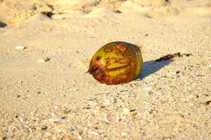 Coconut fruit stranded on the beach along side of some small seashells photo
