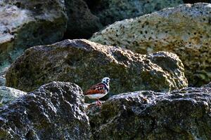 Ruddy turnstone on the shore rocks at dawn photo