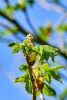 Red horse chestnut bud bursting out in early spring photo