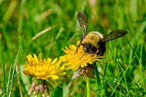 oriental carpintero abeja en parte superior de un diente de león flor en un calentar primavera y soleado tarde foto