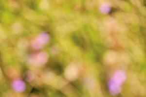 Soft abstract with a blurred background of grass and spring flowers photo