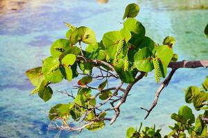 Seagrape plant in the morning sunlight full of fruit photo