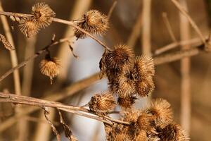 seco menor bardana flor cabezas en invierno foto