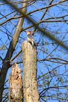 Red bellied woodpecker perched on top of a dead tree thru the bare tree branches photo