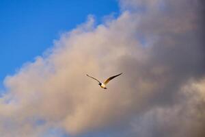 riendo gaviota en vuelo en contra un nublado antecedentes a amanecer foto