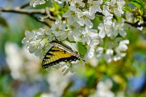 Eastern tiger swallowtail butterfly and white cherry blossoms in spring photo