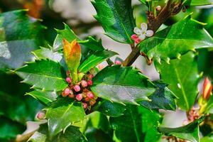 Holly buds ready to bloom in springtime photo