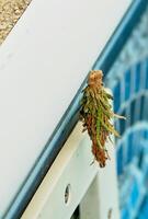 A common bagworm bag in an unusual place attached to the side of a swimming pool photo