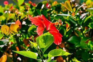 Chinese hibiscus flower basking in the early morning sunlight photo