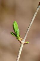 Common lilac bud opens on an isolated branch photo