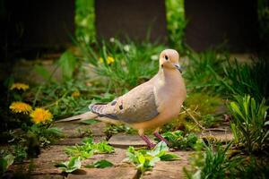 Mourning dove on a brick walkway in early spring photo