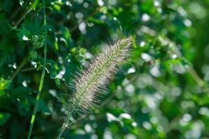 Isolated bristle grass in the summer morning sunlight photo