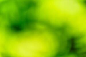 Yellow and green blurred background using dandelions in a yard photo