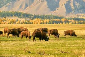 Herd of bison grazing in a field on a fall Wyoming evening photo