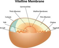 vitelina membrana Ciencias ilustración vector